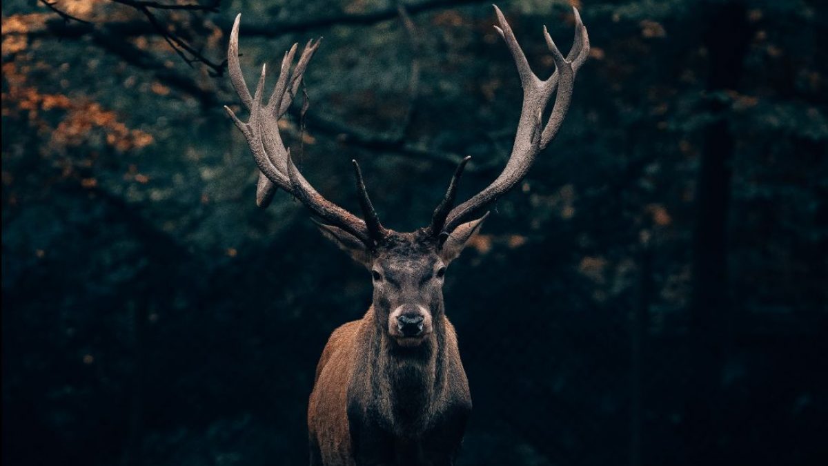 Frasi Sugli Animali E Il Rispetto Della Loro Vita Trovafrasi