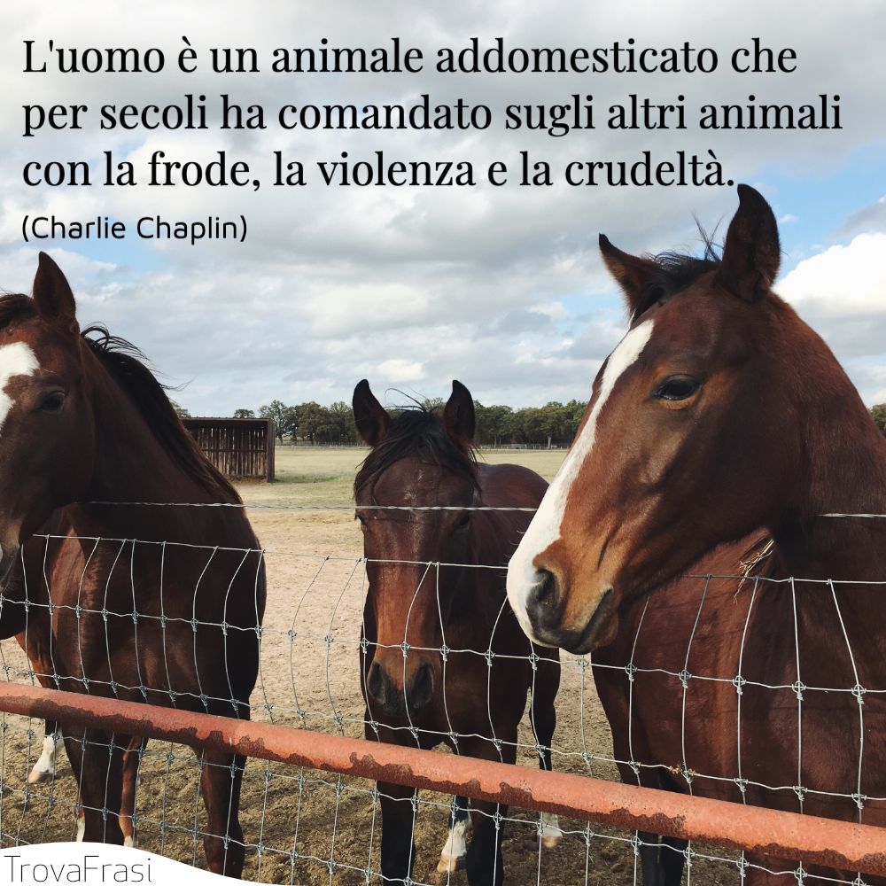 Frasi Sui Diritti Degli Animali Difendere I Nostri Amici A 4 Zampe Trovafrasi