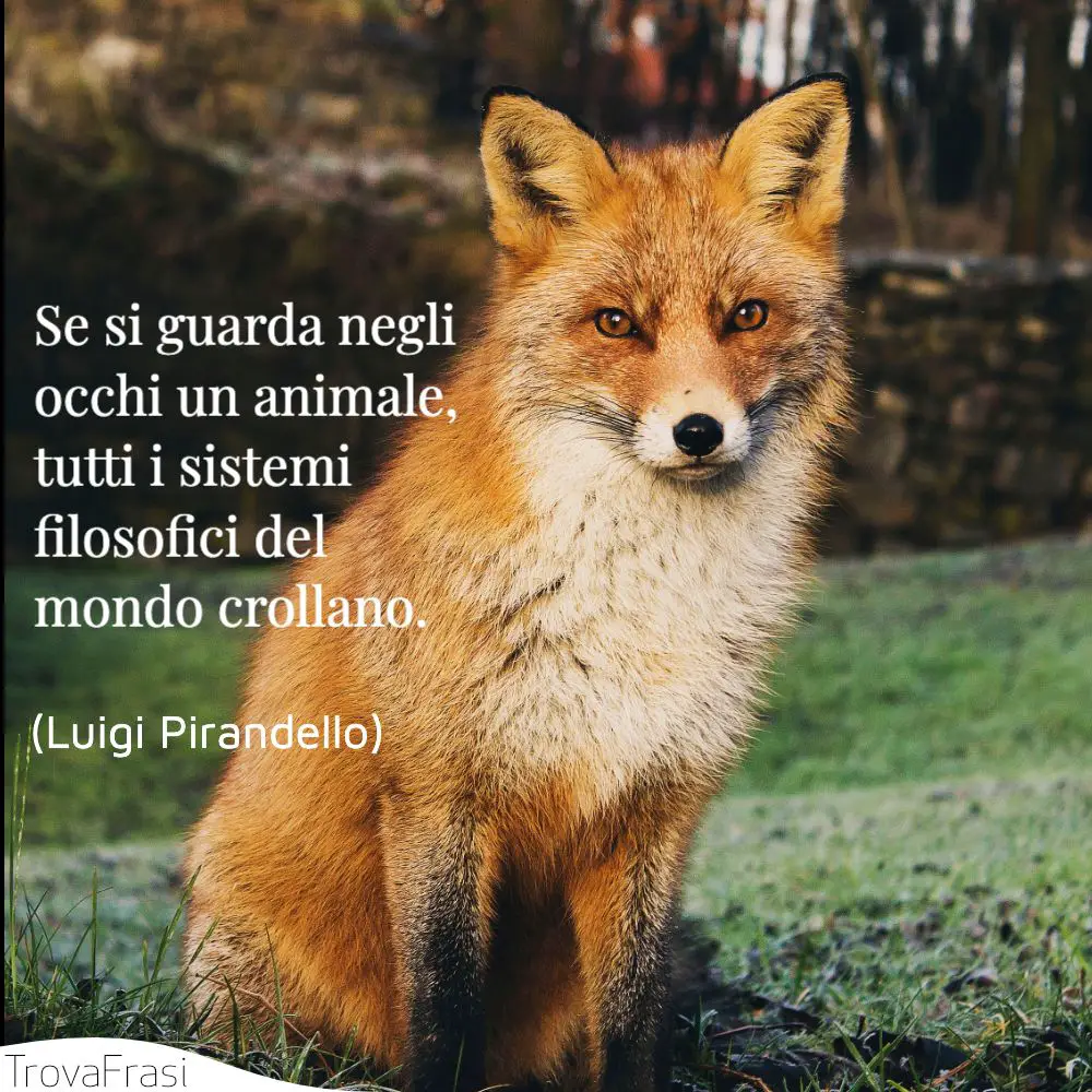 Frasi Sui Diritti Degli Animali Difendere I Nostri Amici A 4 Zampe Trovafrasi